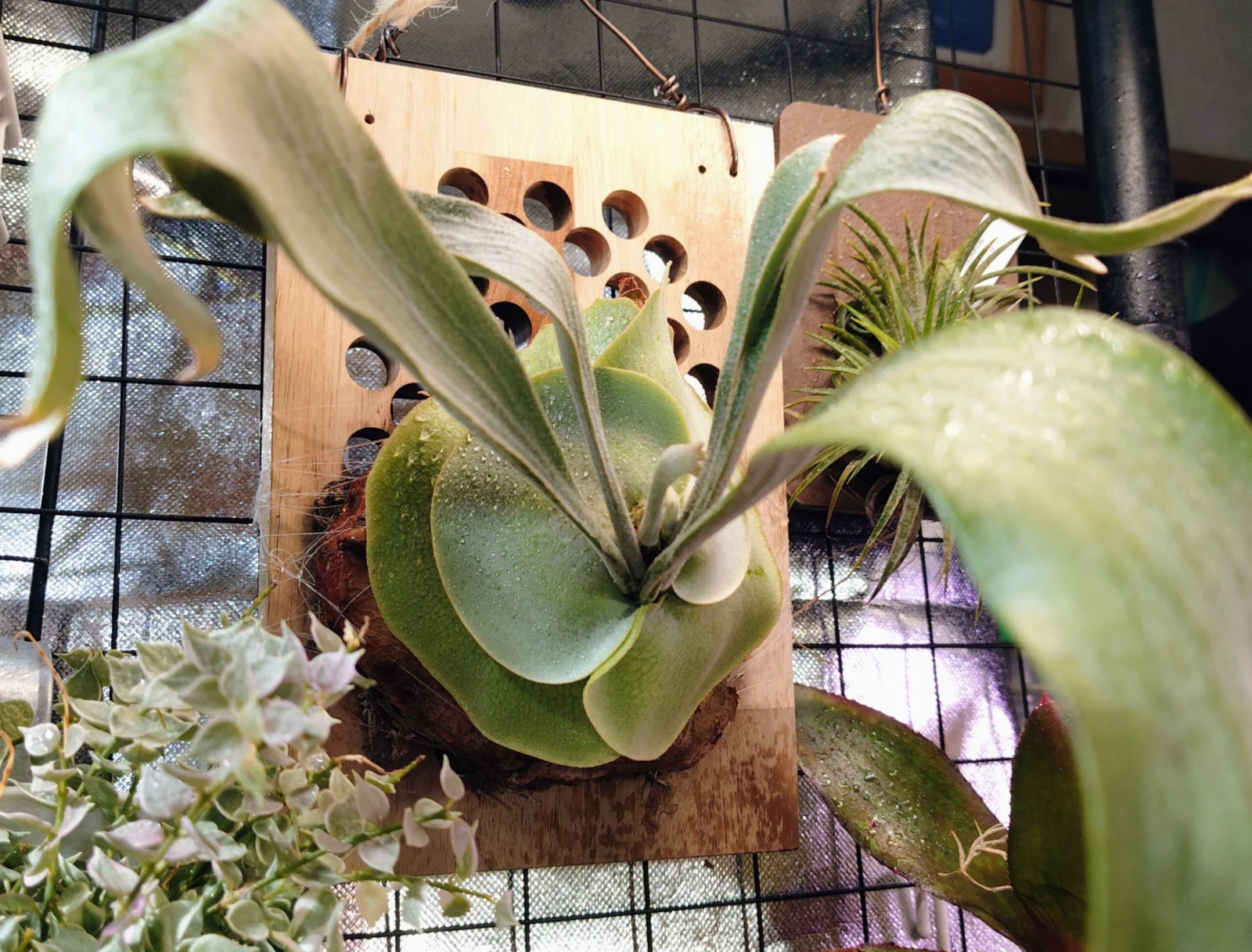 ビカクシダ　ペガサス