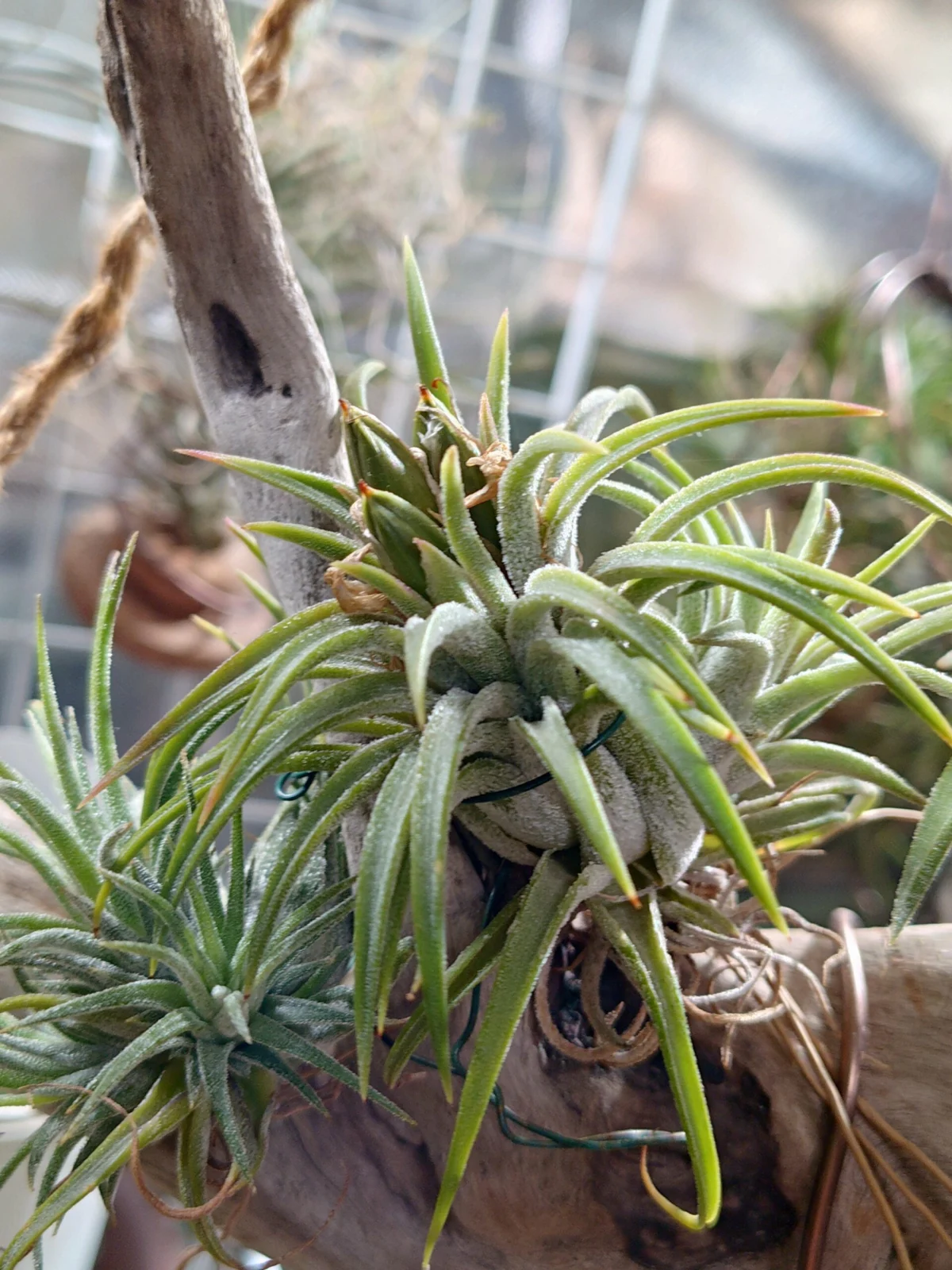 エアープランツ　シードポット3個？