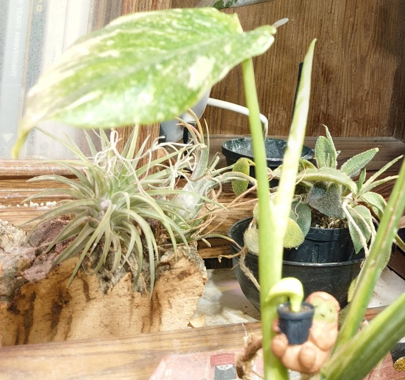 モンステラ　タイコンステレーション　ビトロ苗　小ドリル