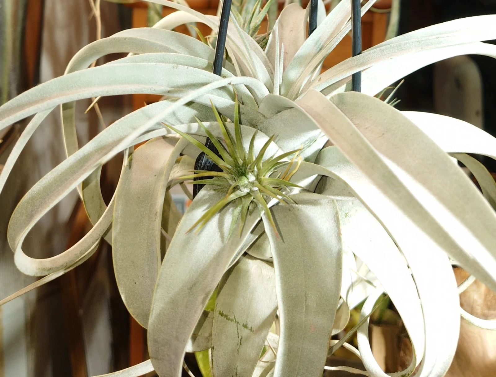 キセログラフィカ