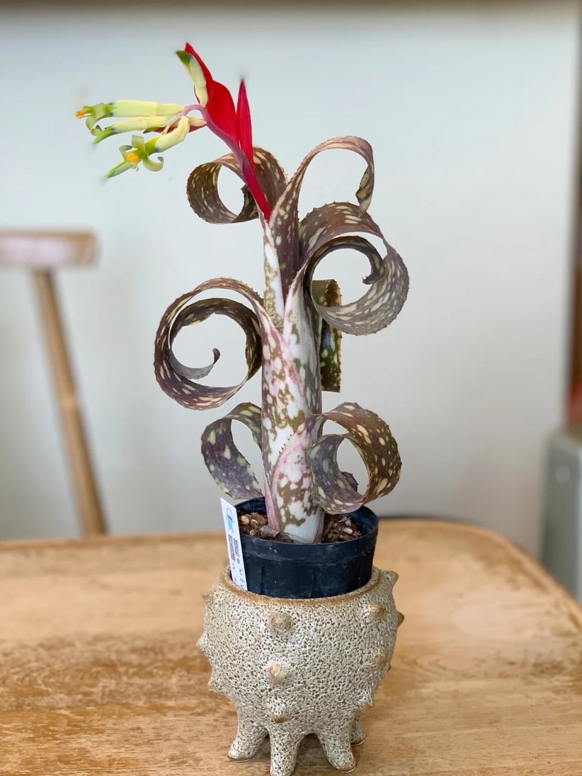 ビルベルギア　パニオロ　花　名古屋巻き　