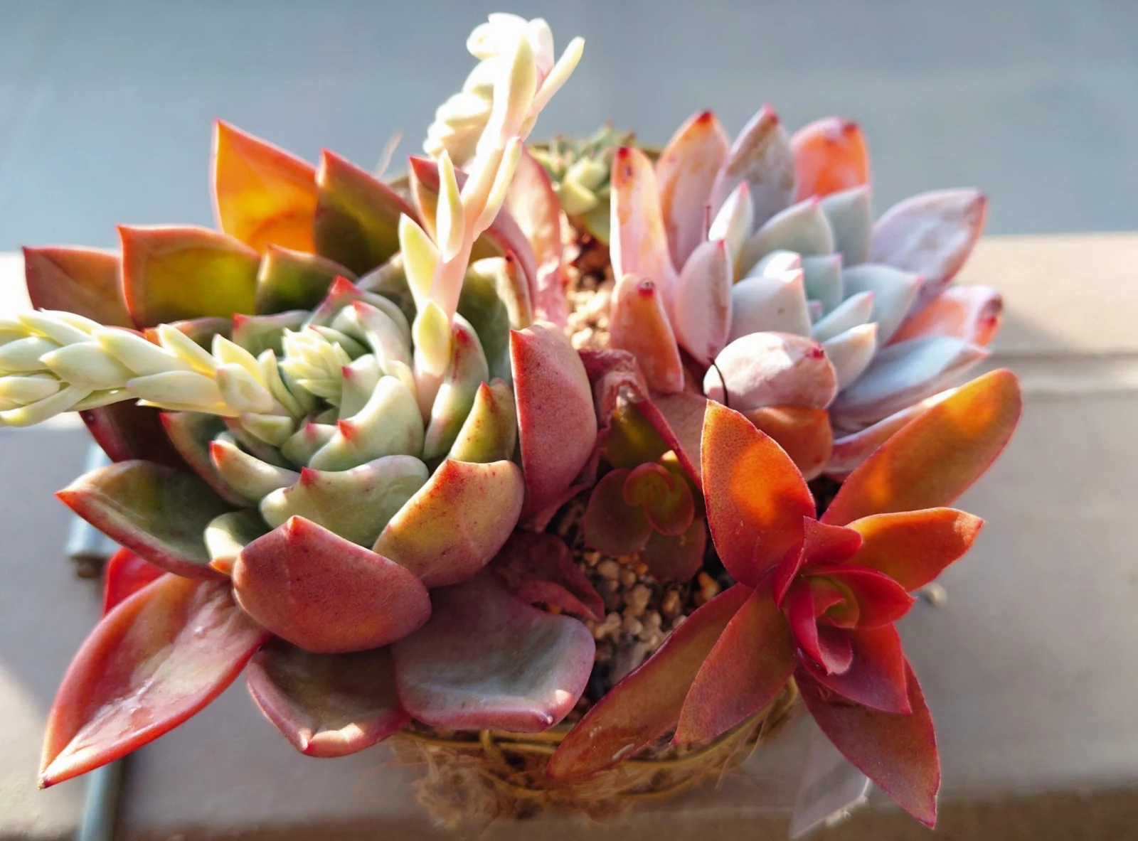 多肉　寄せ植え　花芽　ベランダ管理　雪かぶった