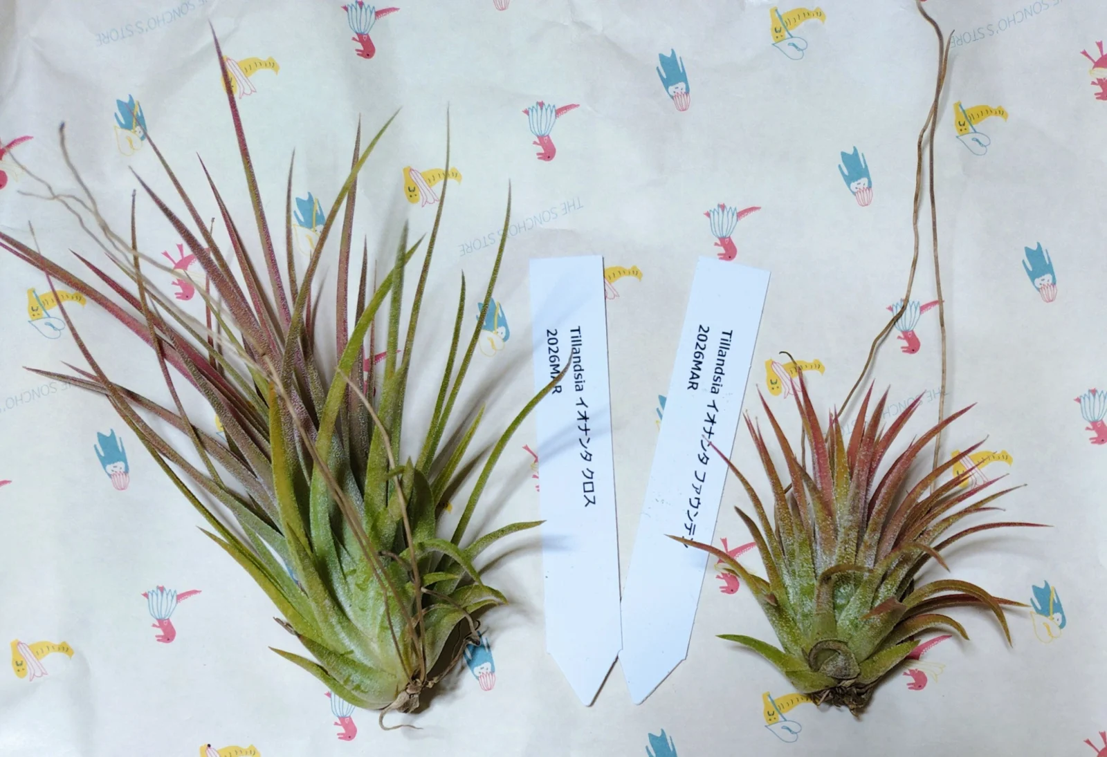 イオナンタ　ファウンテン　クロス　しれっとガチャ