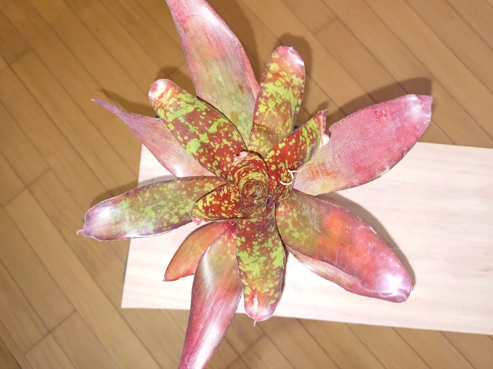 ネオレゲリア　クリストファーロビン