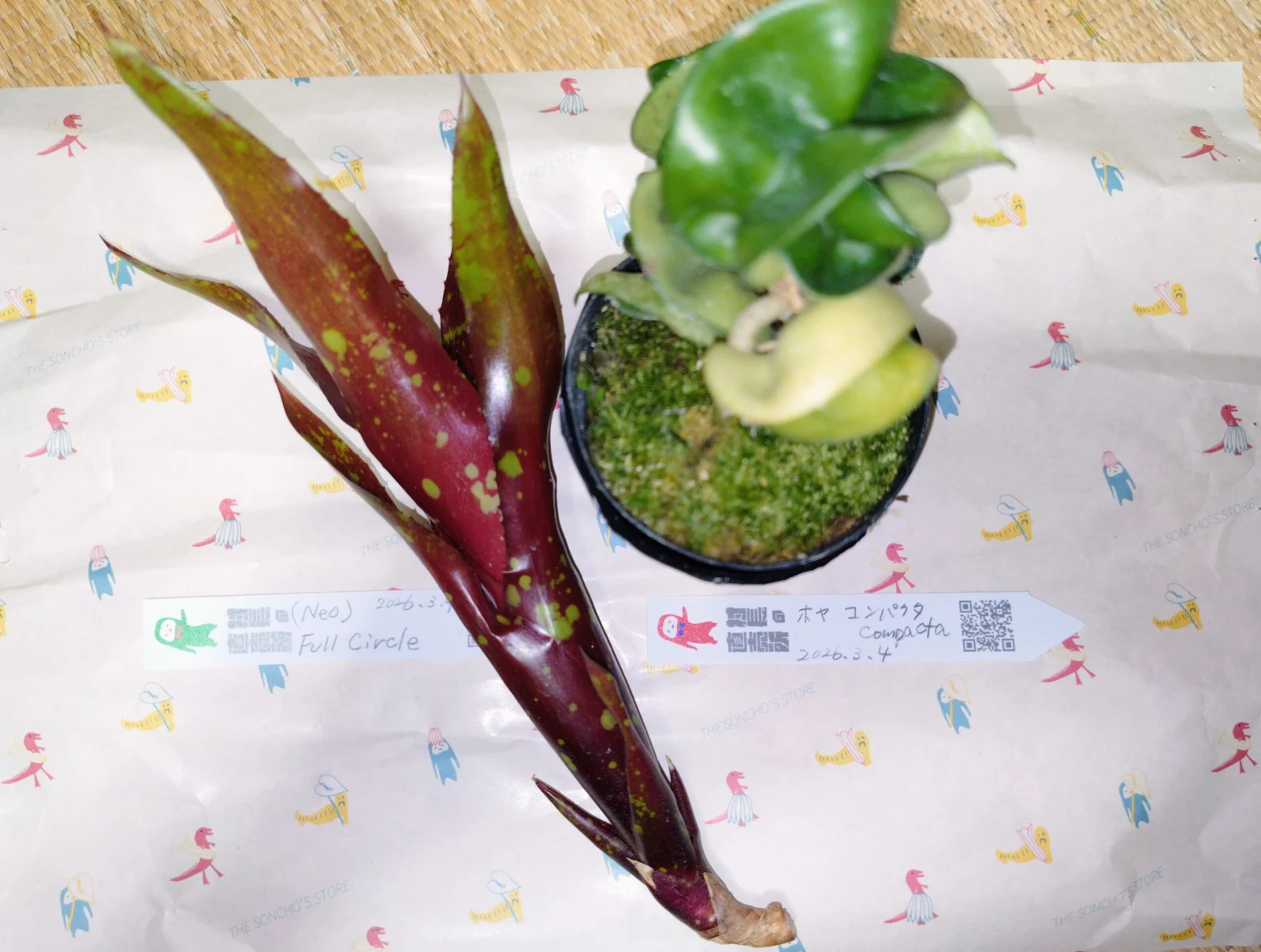 #ホヤ　コンパクタ　#ネオレゲリア　フルサークル