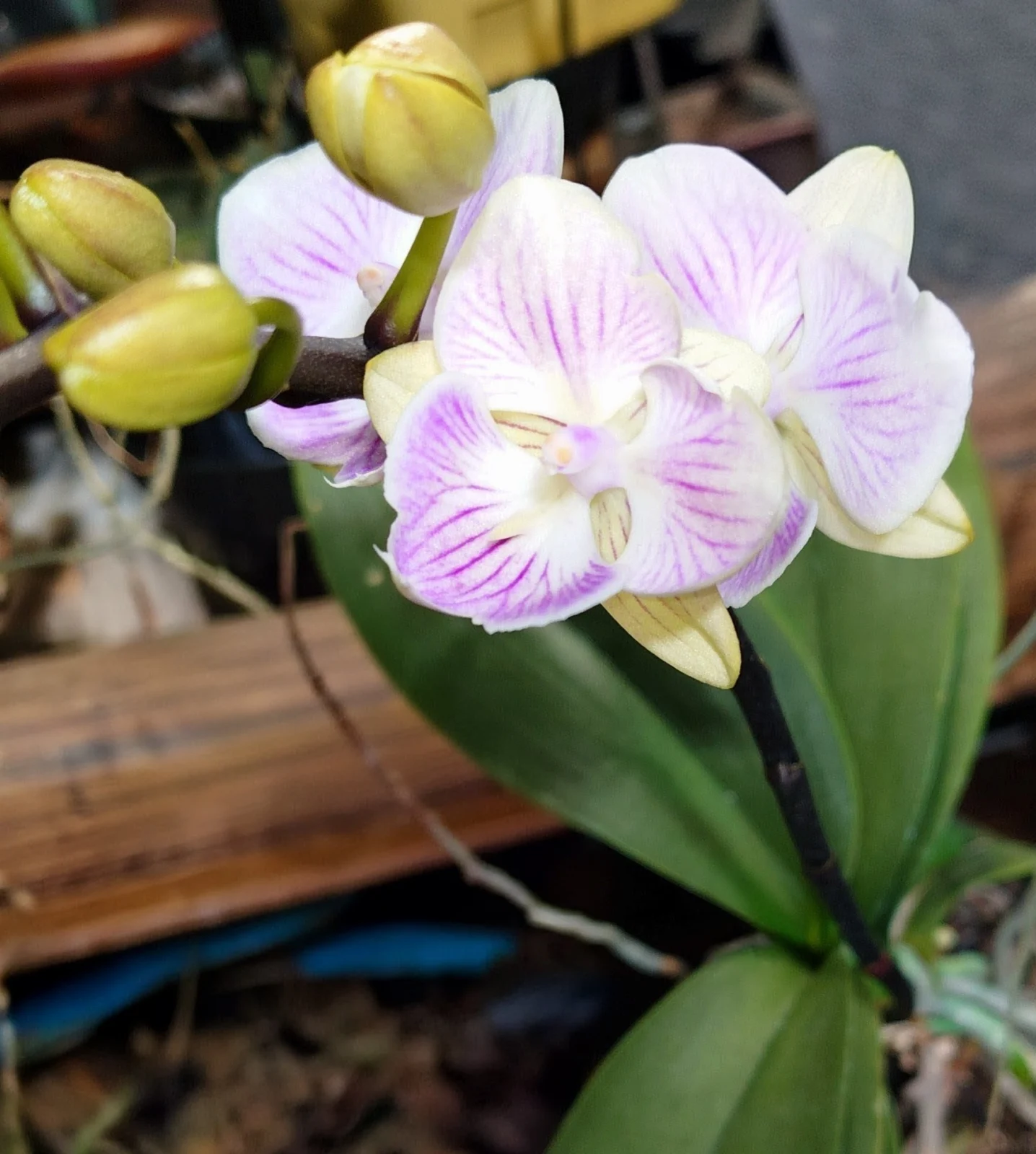カララ おうち胡蝶蘭 開花