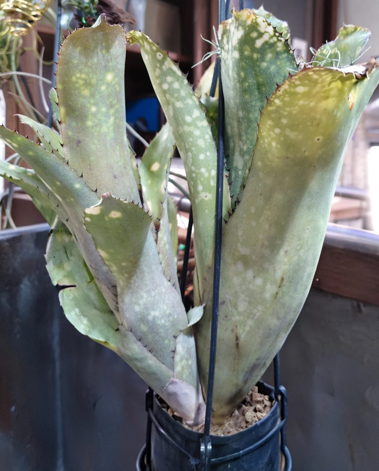 ビルベルギア アラカイ 子株の成長