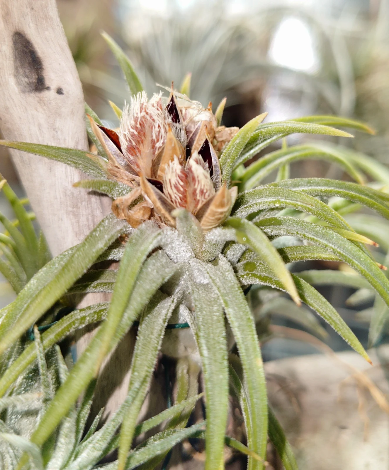 ティランジア　品種？　シードポット　種