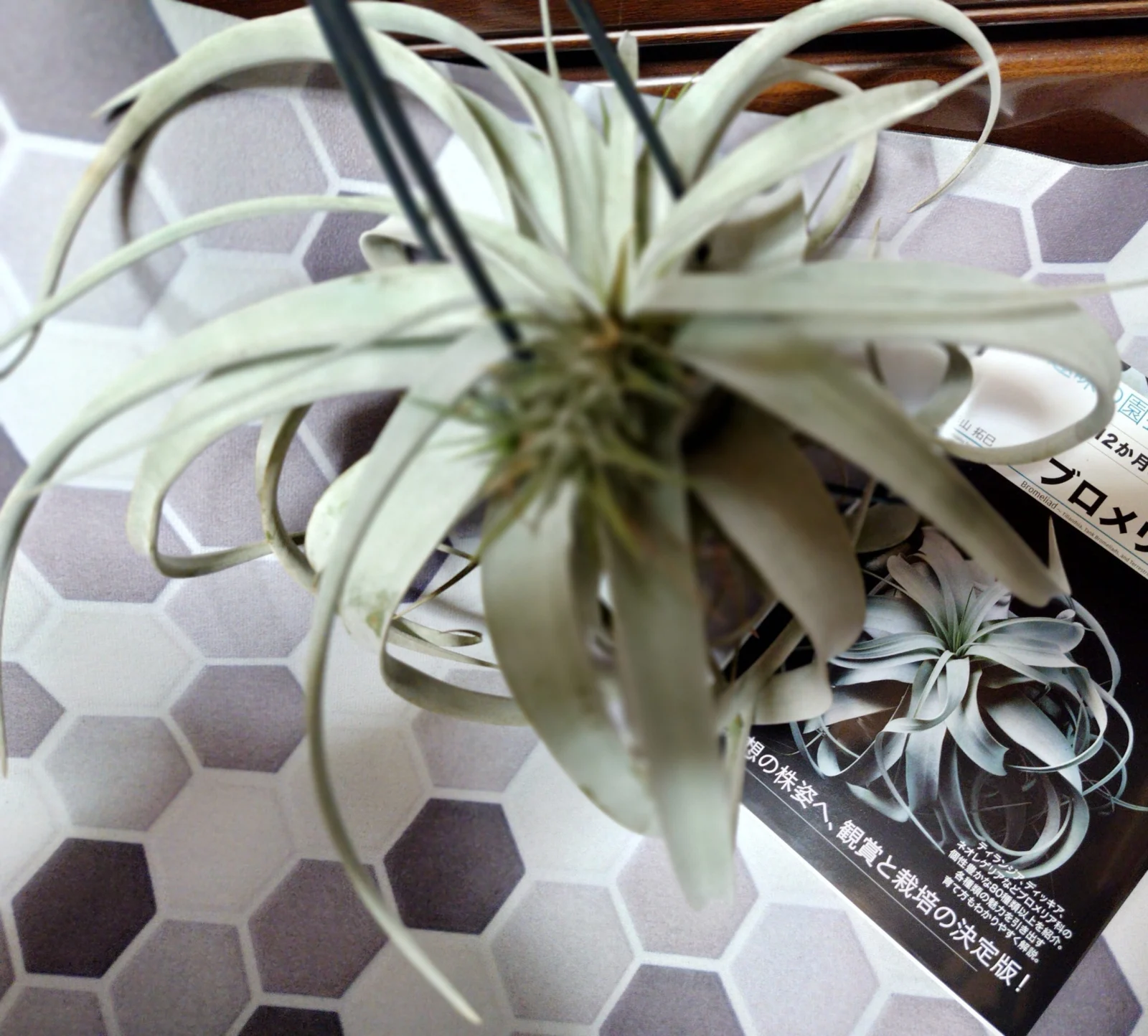 キセログラフィカ　