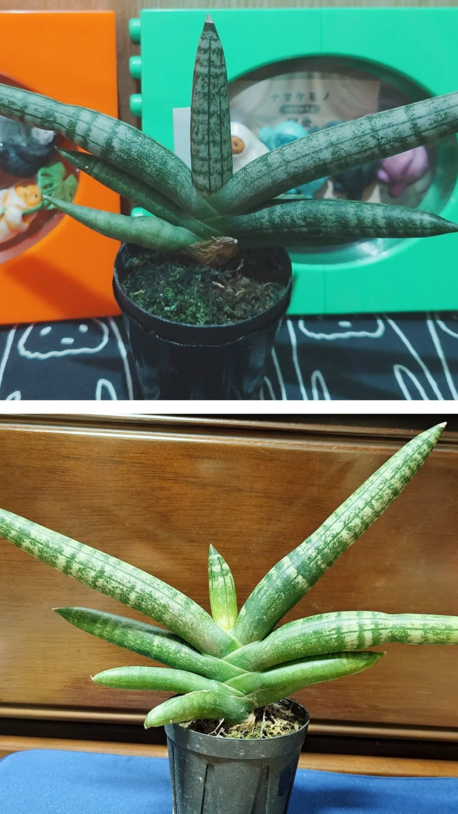 サンスベリア　ボンセレンシス　真ん中に新葉？