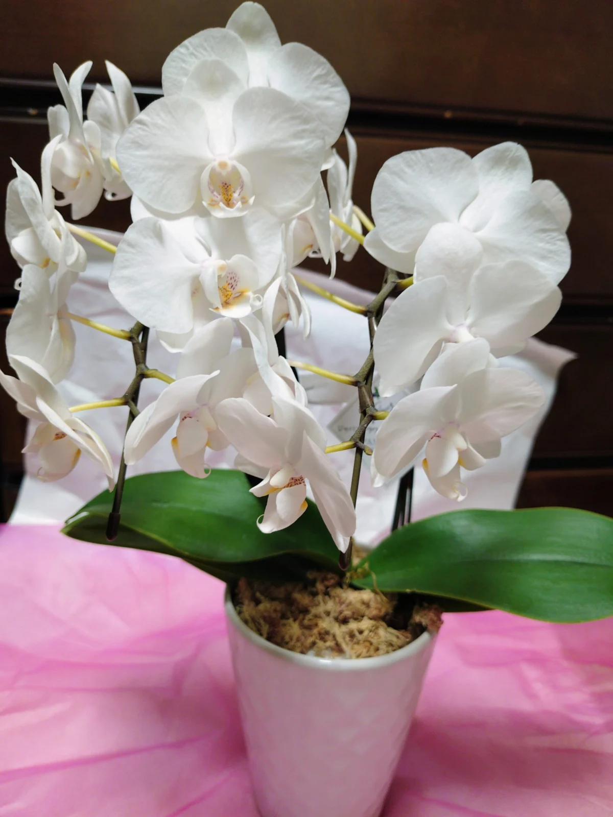 胡蝶蘭　退職祝い