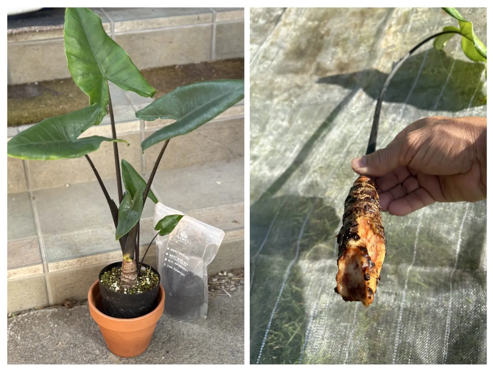 アロカシア ブラックゼブリナ 根腐れからの芋腐れ