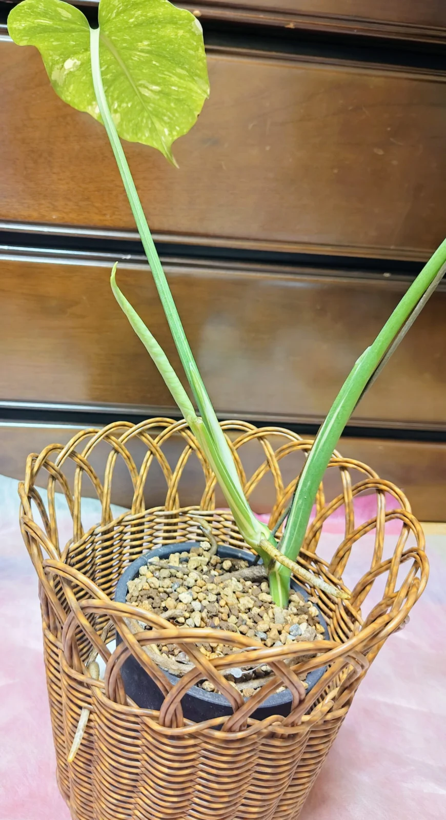 モンステラ　タイコン　