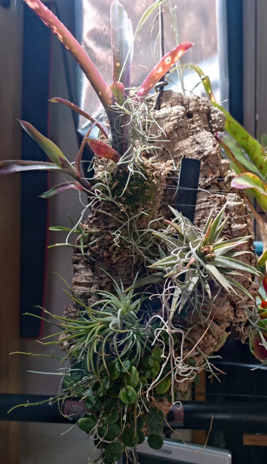 ダース❌️ハレルヤ　バンハイ　謎ナンタ　セルペンス　コルク着生