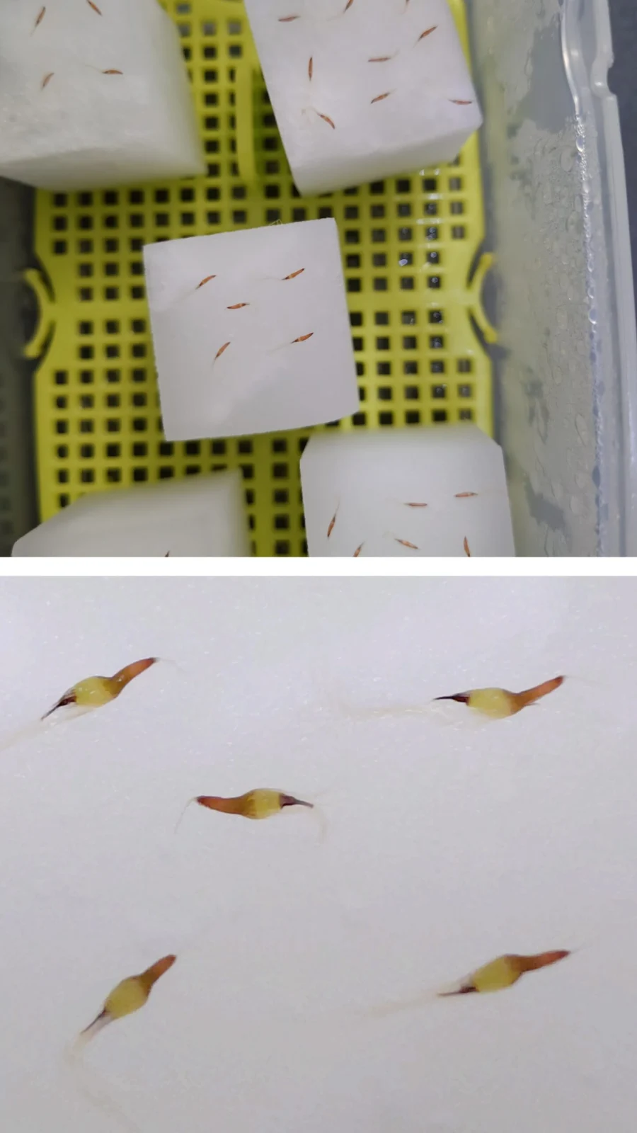 ティランジア　バンハイニンギ　種まき　少し緑に