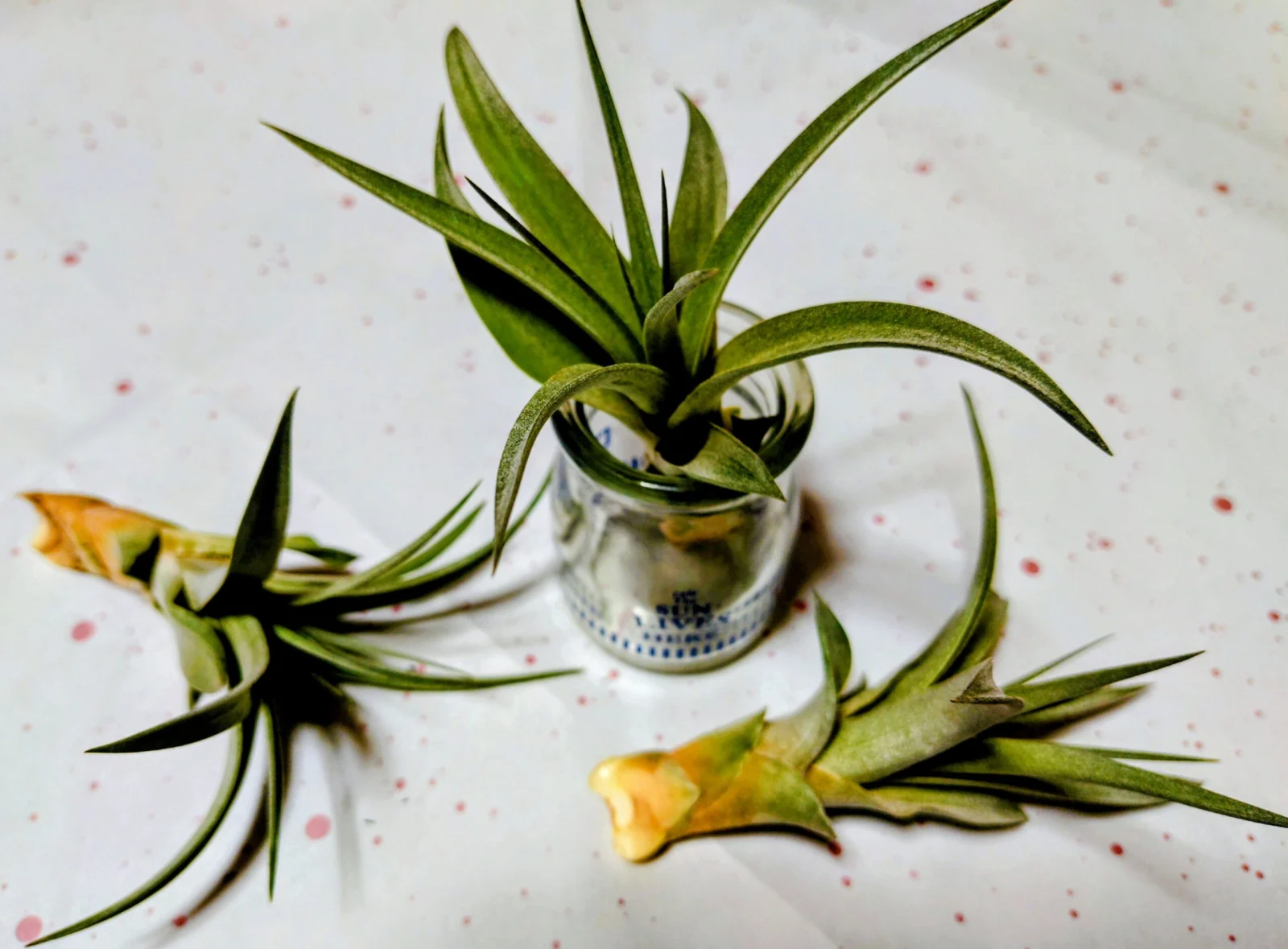 リオホンドエンシス　子株はずし