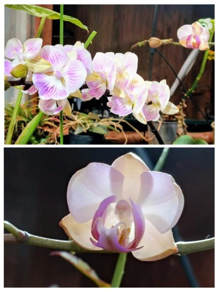 胡蝶蘭　根腐れ株　1輪開花　カララ10開花