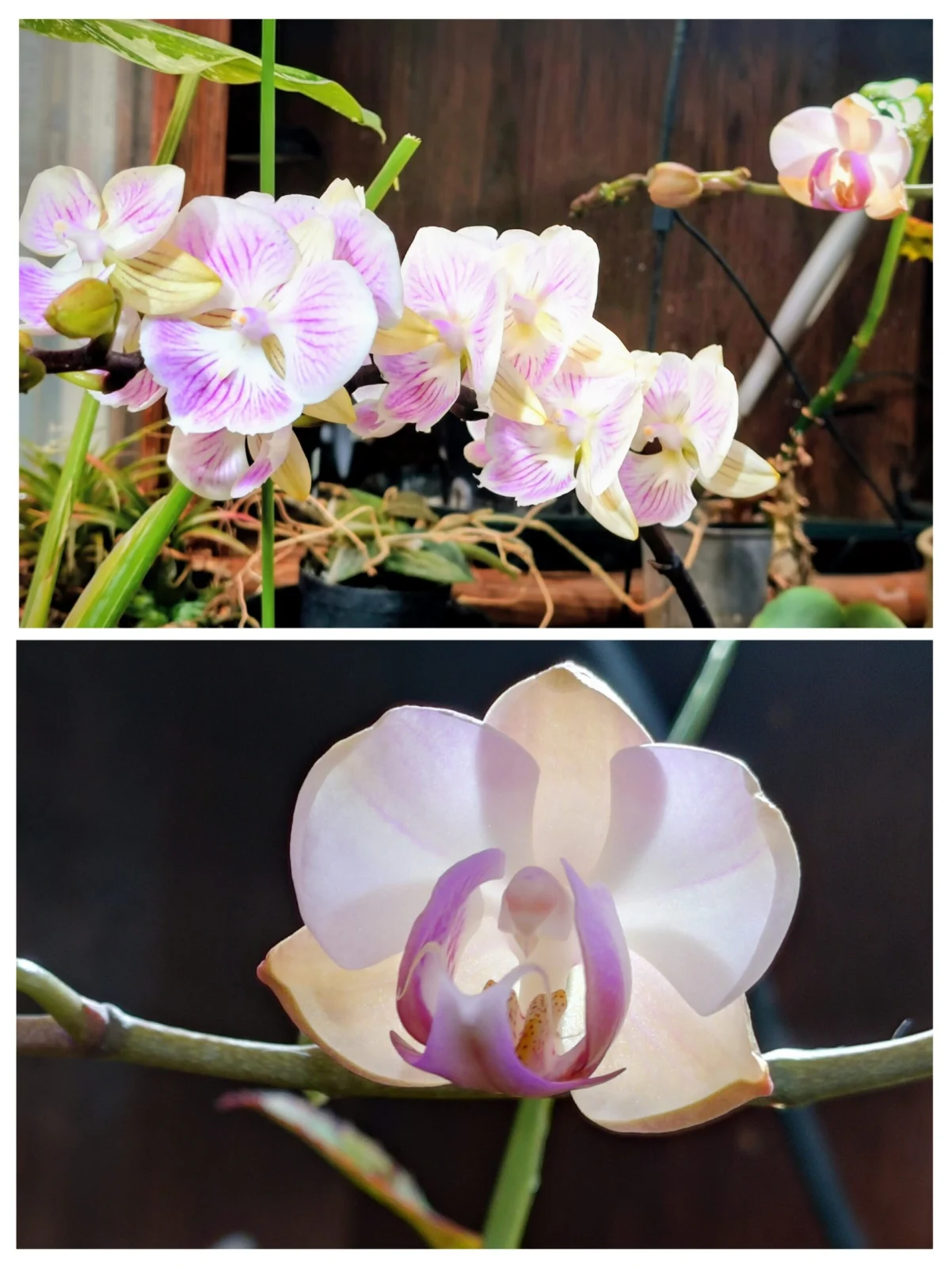 胡蝶蘭　根腐れ株　1輪開花　カララ10開花