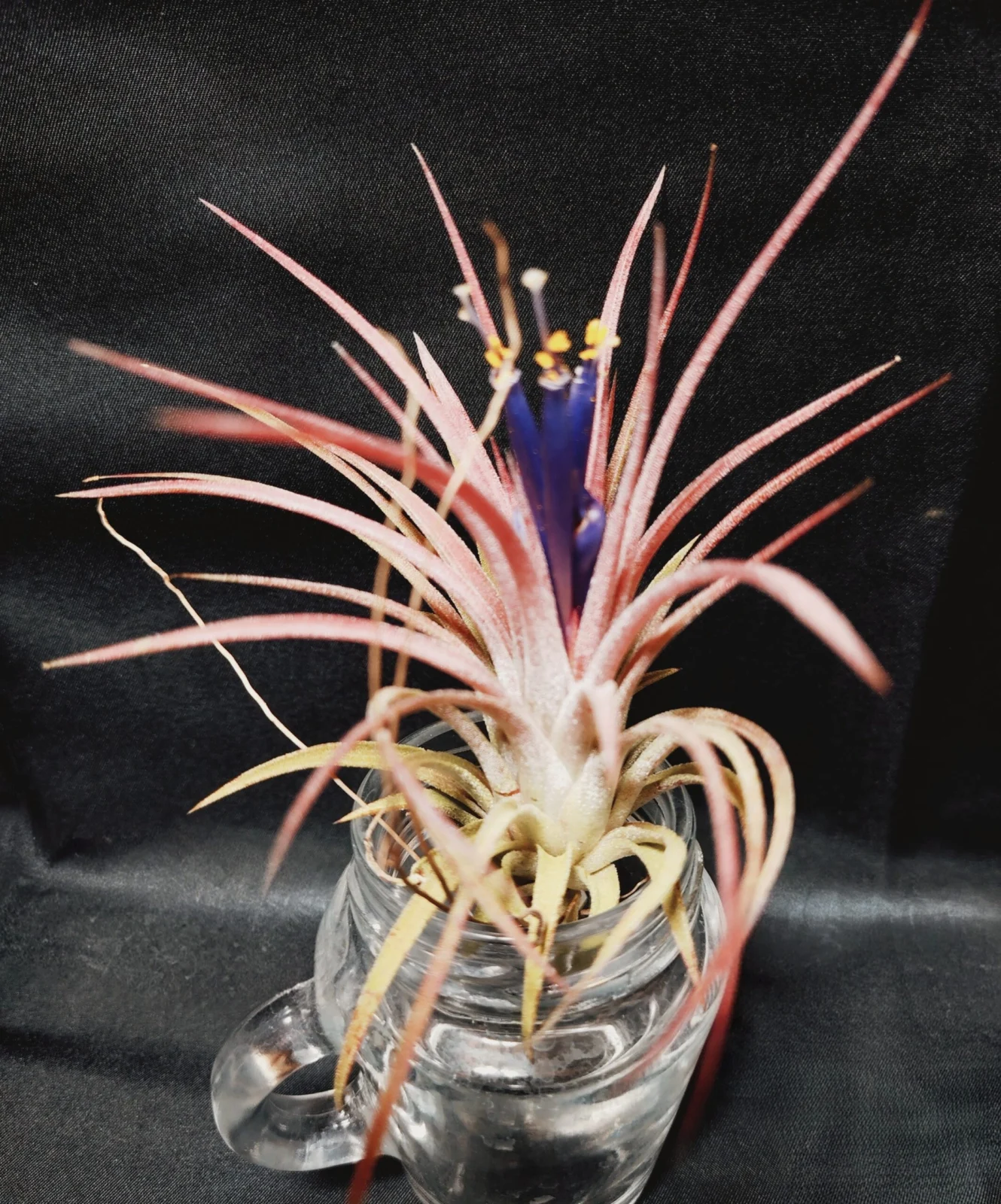 イオナンタ　クロス　開花