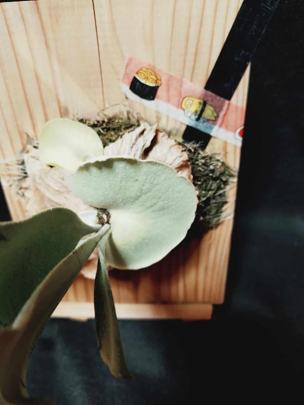 ビカクシダ ウィリンキー 胞子培養株