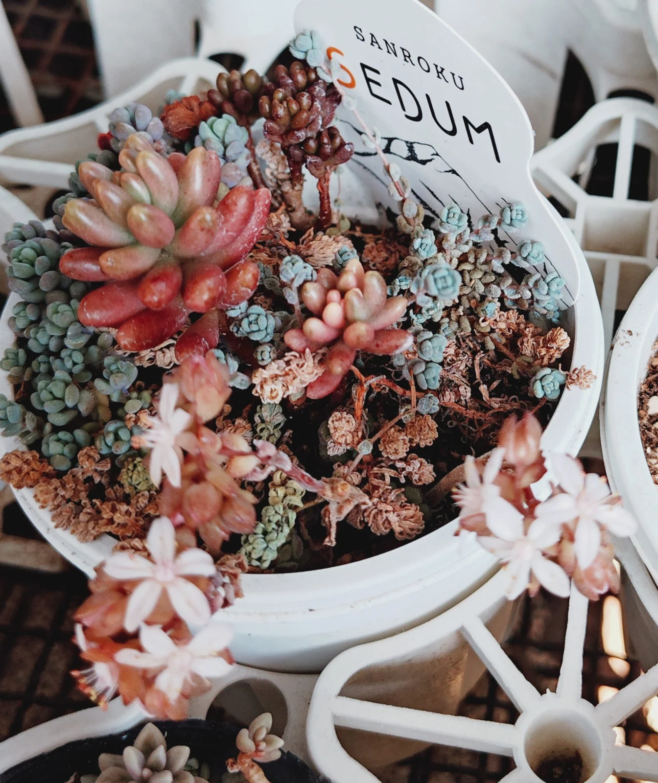 セダム　寄せ植え　花