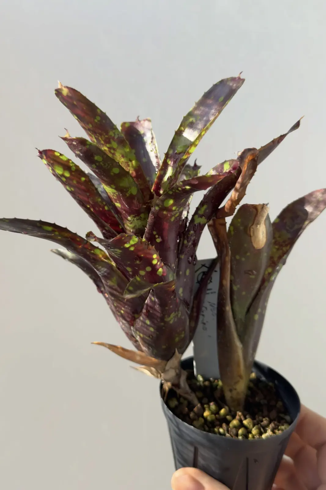 ネオレゲリア ドミノ