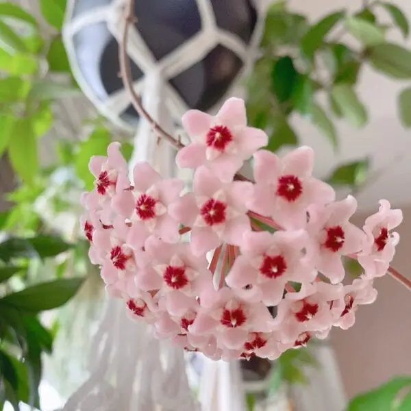 ホヤ カルノーサグリーン 花