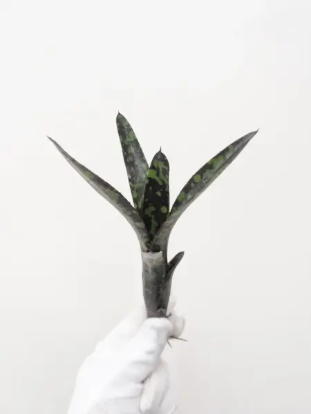 ネオレゲリア ノスフェラトゥ