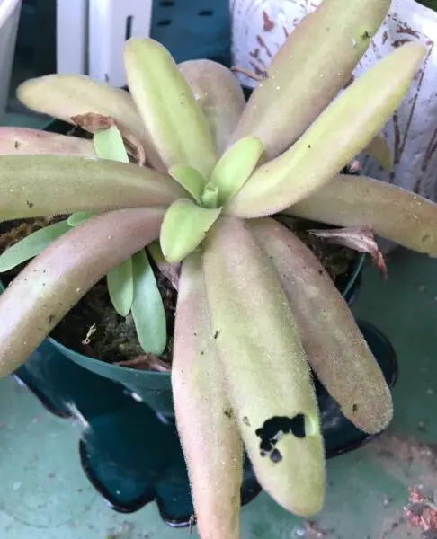 食虫植物　ピンギキュラ　アフロディーテ　ムシトリスミレ　ヨトウムシ　害虫