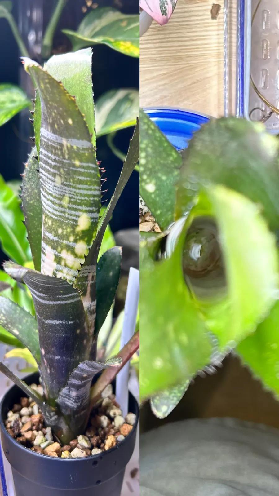 ビルベルギア　成長点煮えた？