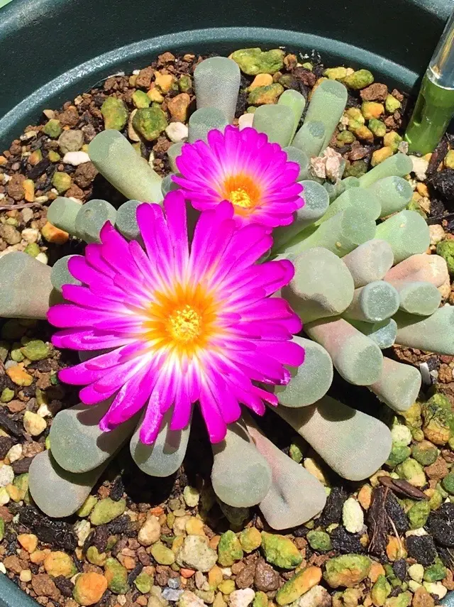 多肉植物　メセン　フリチア　光玉