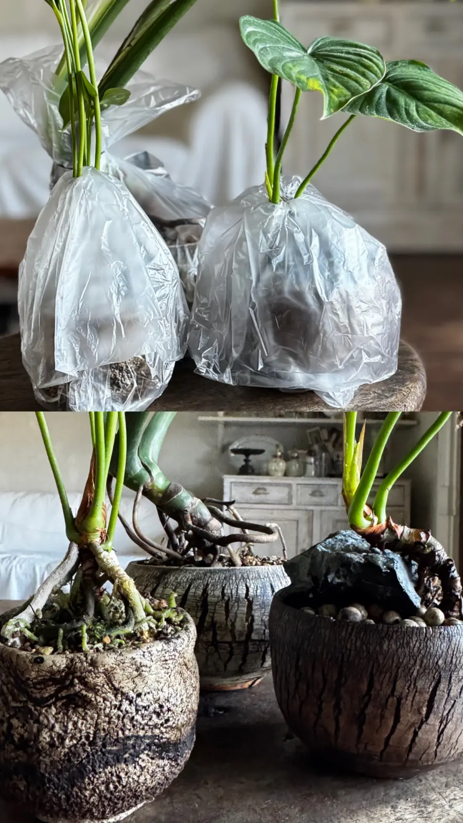 アロイド　気根　