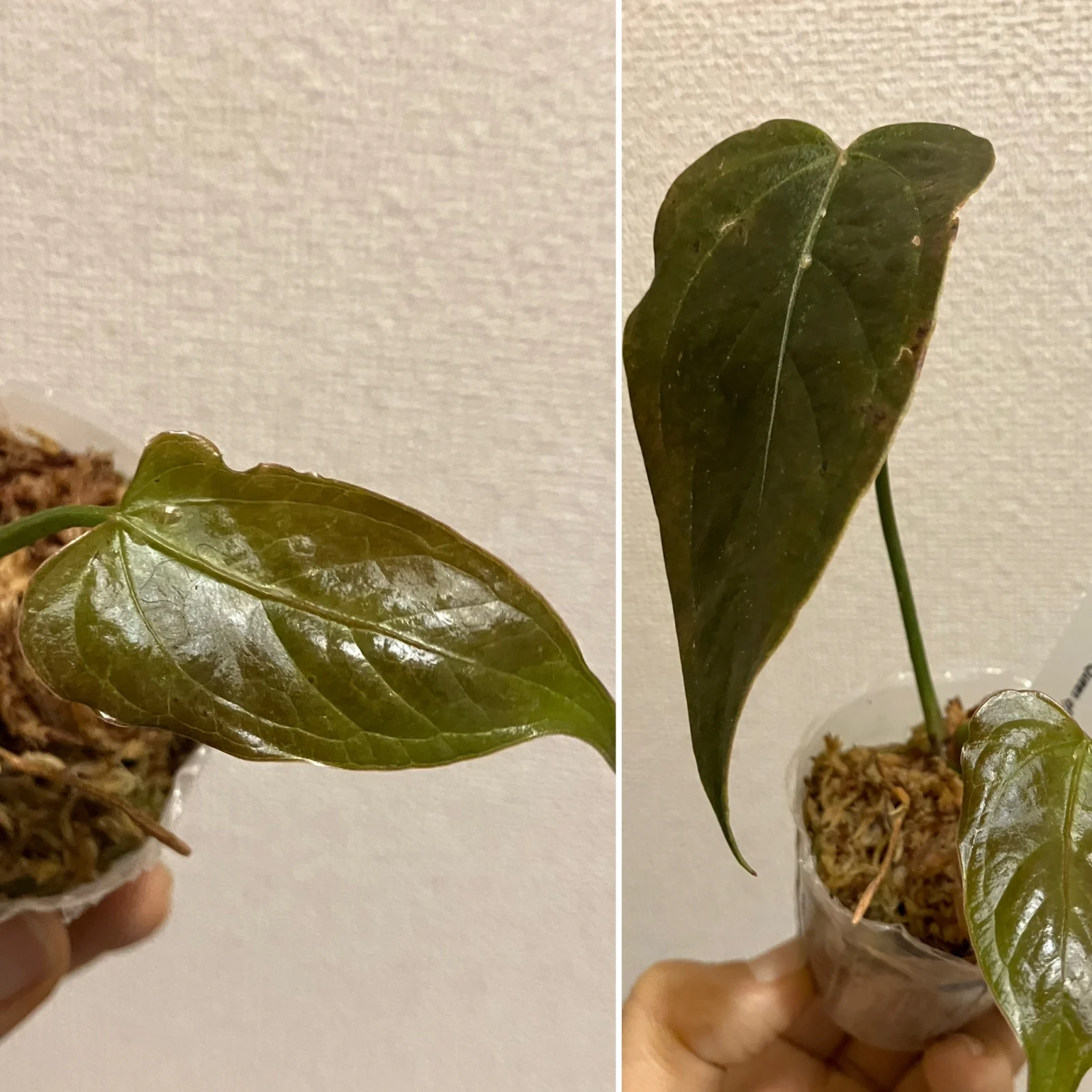アンスリウム　クイーンオブハーツ　カイガラムシ　害虫