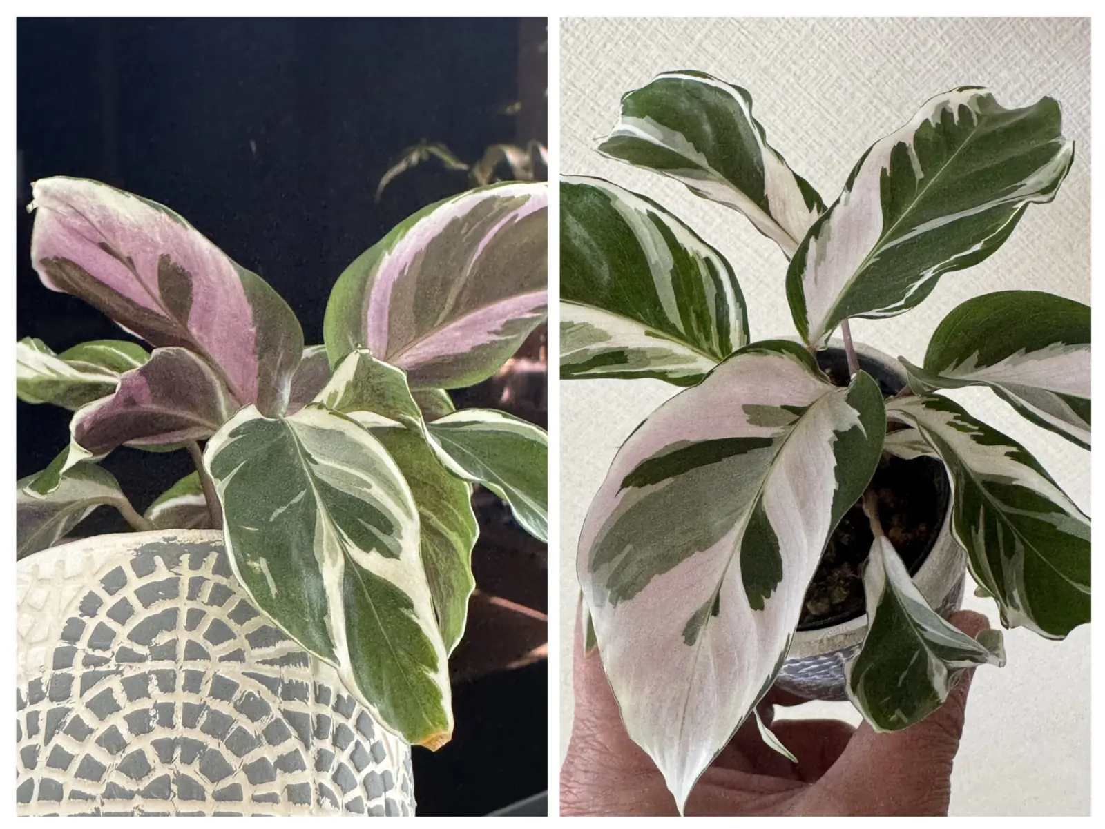 カラテア ホワイトフュージョン