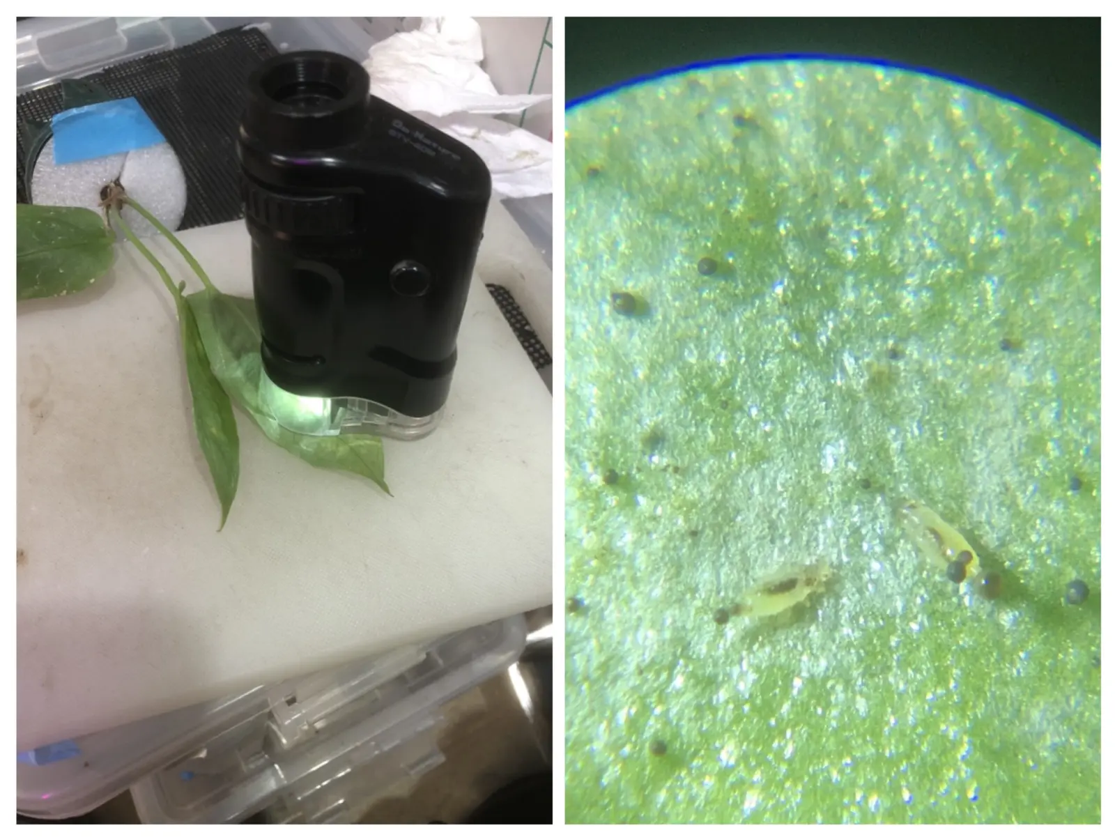 アンスリウム　害虫　アザミウマ