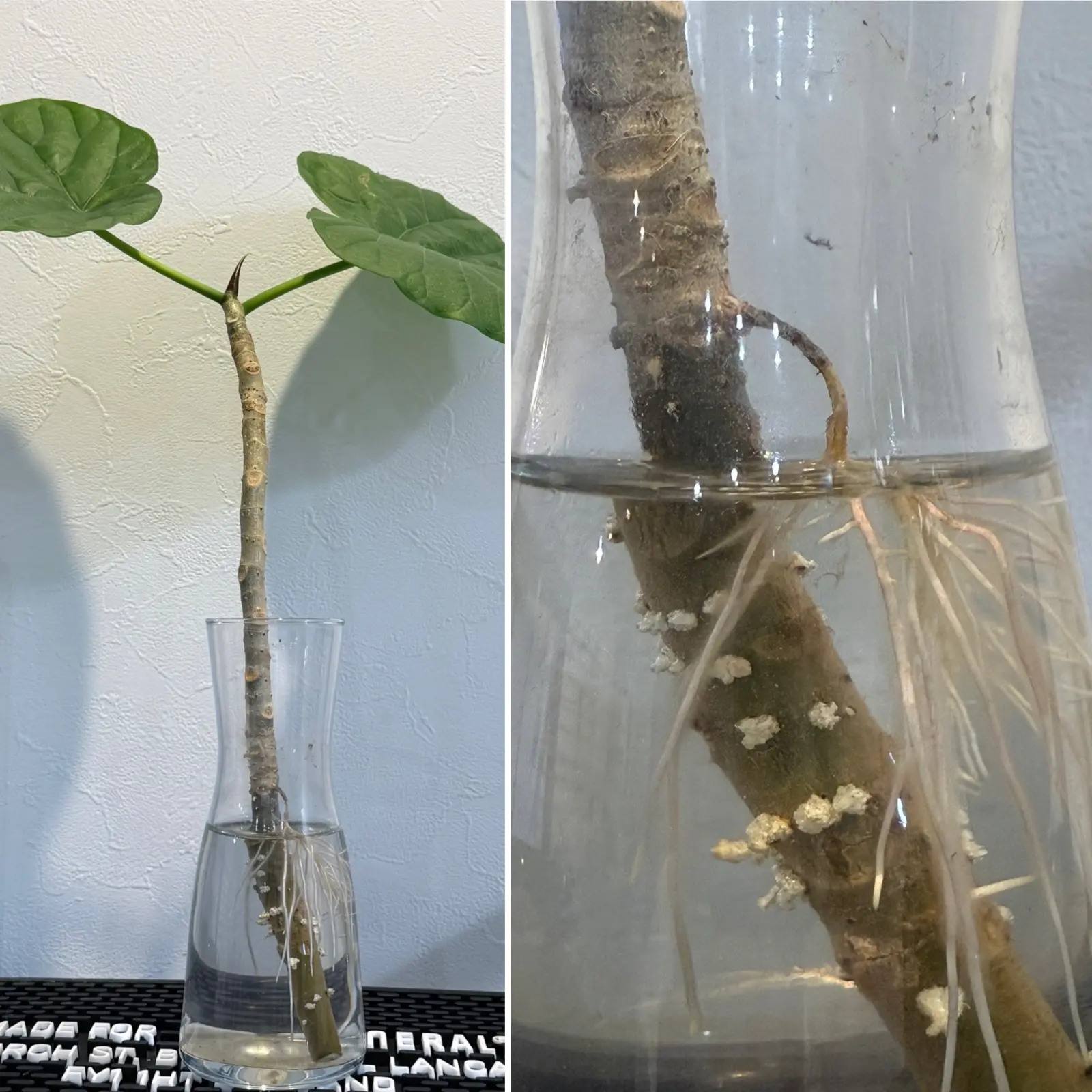 フィカス　ウンベラータ