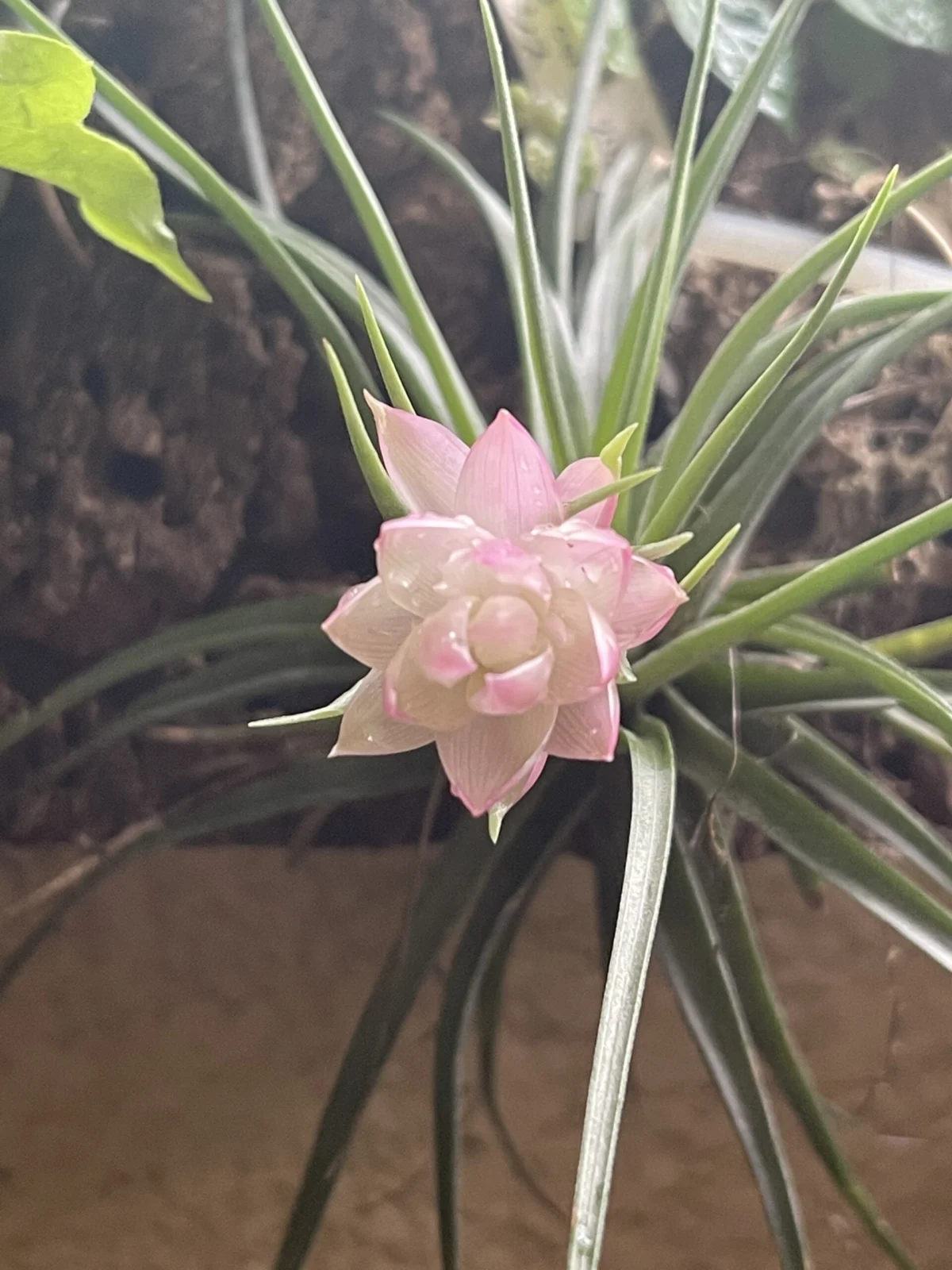 ティランジア 花