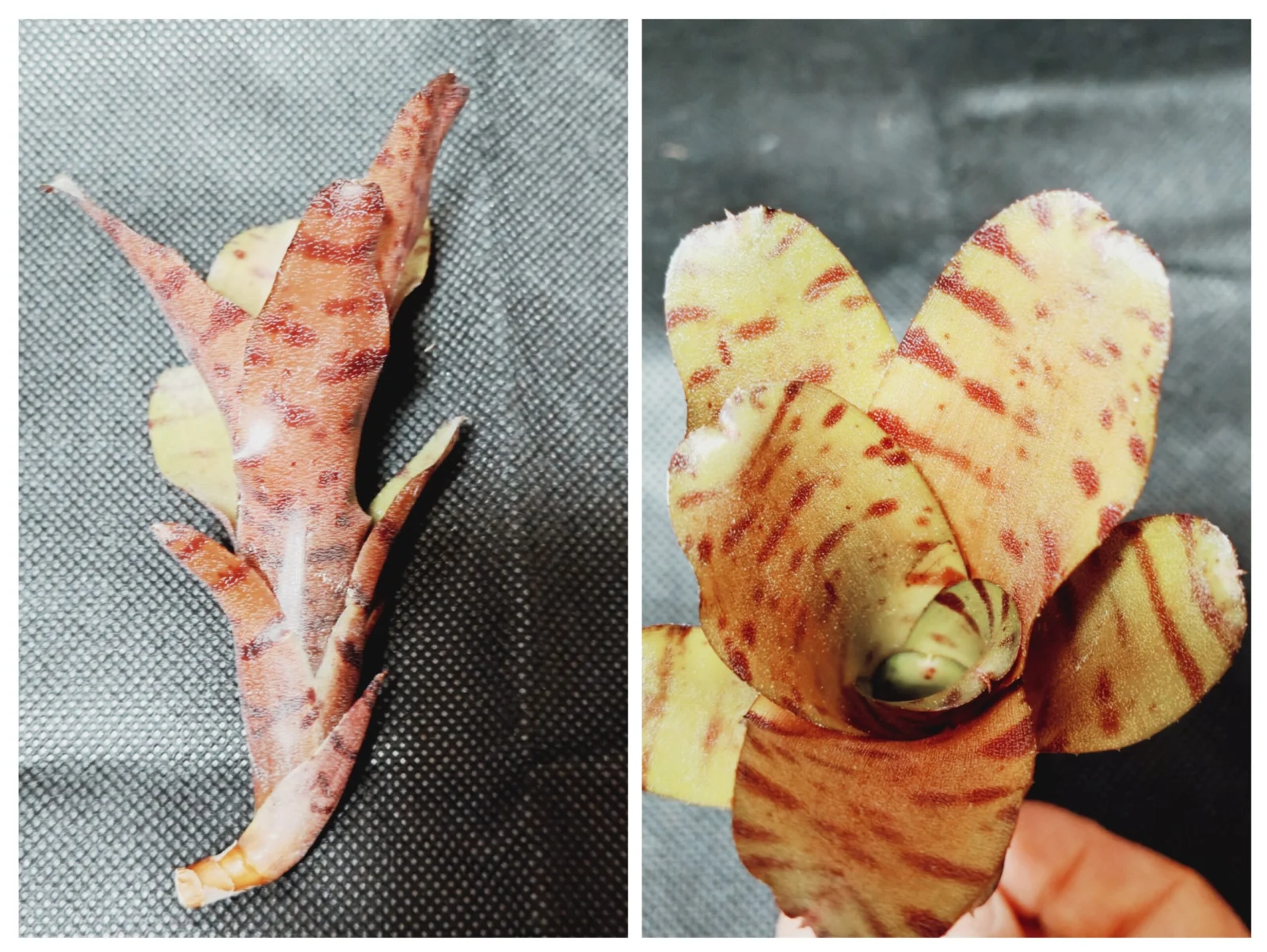 ネオレゲリア　ドルチェデレチェ