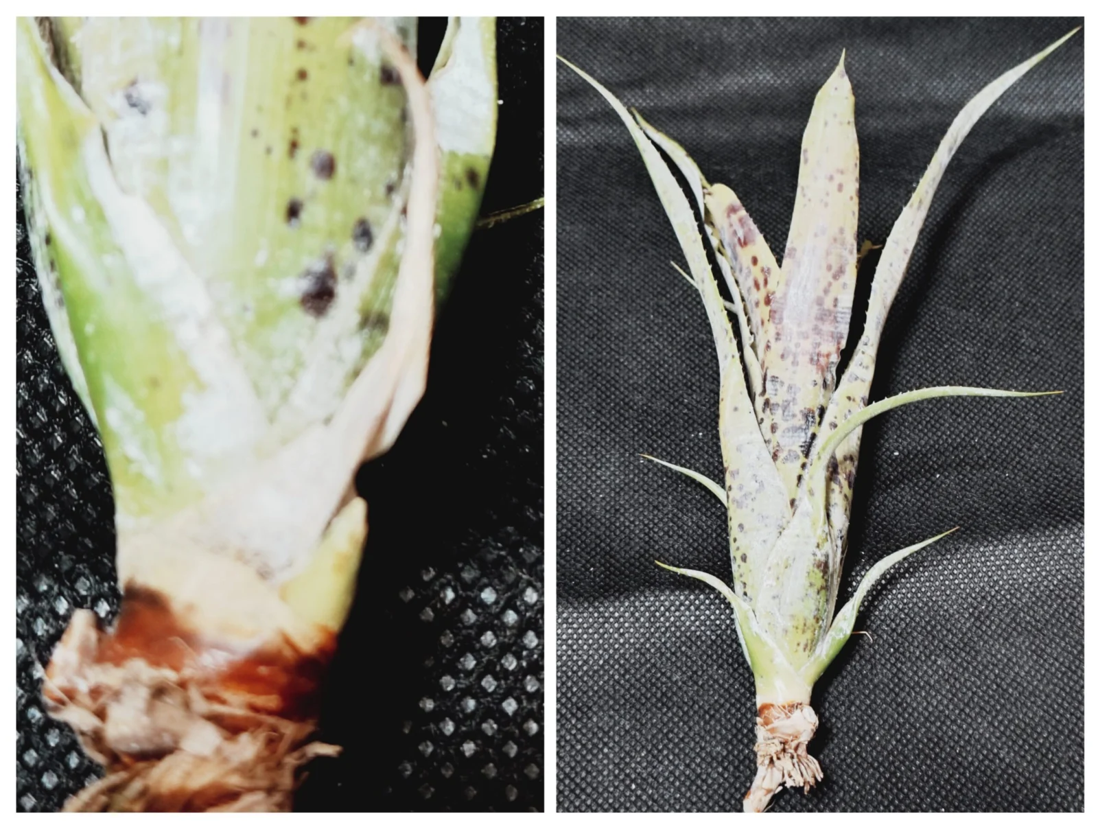 ネオレゲリア　パウシフローラ　ロングストロン