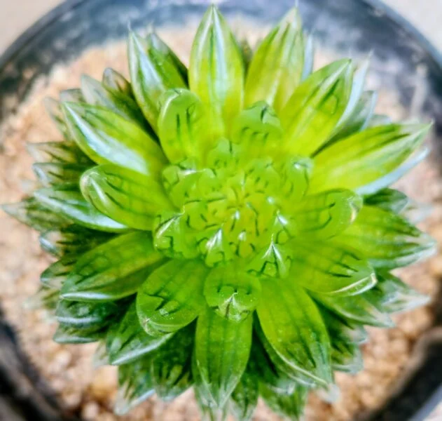 ハオルチア　桜水晶　徒長？