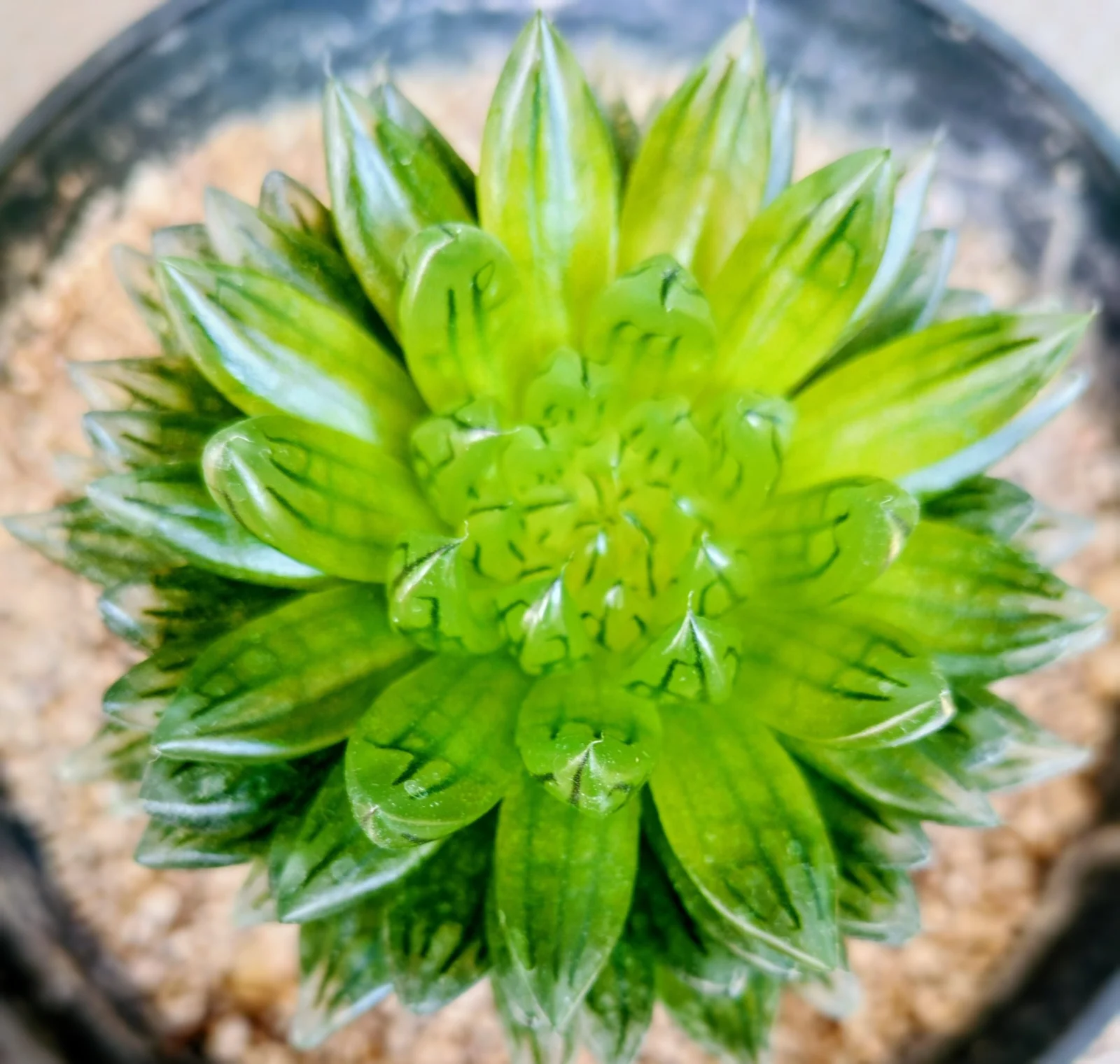 ハオルチア　桜水晶　徒長？