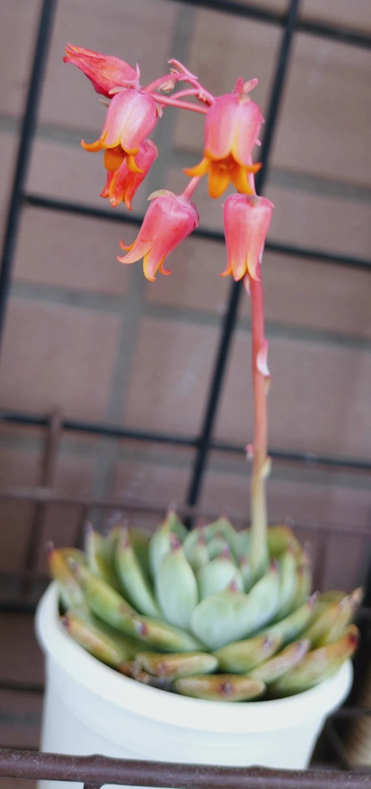 多肉　品種不明　花