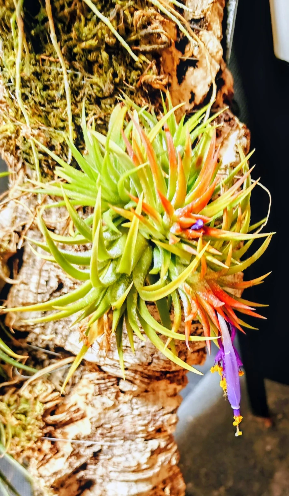 ティランジア　開花　シードポット　デンドロビウム