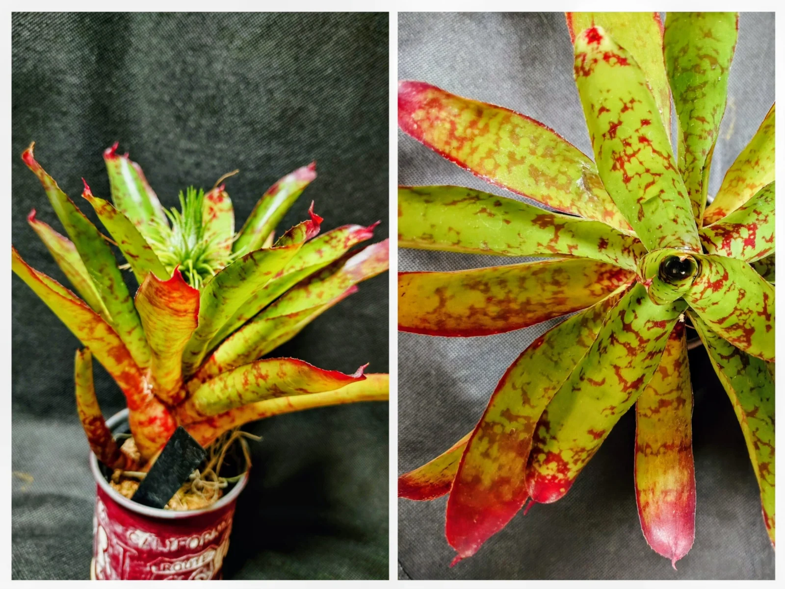 ネオレゲリア　ウィニー・ザ・プー子株