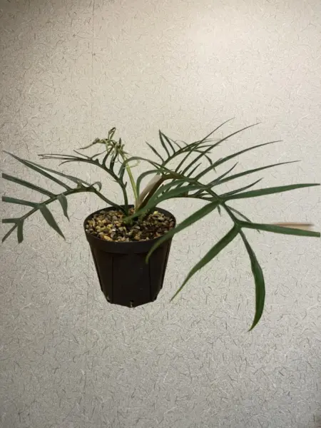 フィロデンドロン トータム