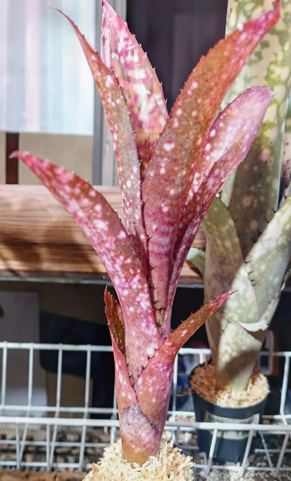 ビルベルギア　クムフラ　アラカイ　子株