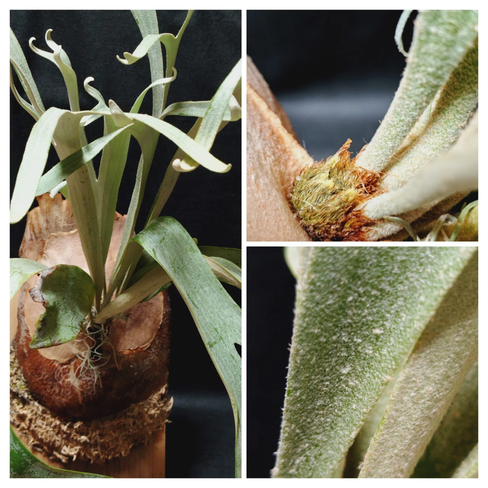 ビカクシダ　MW9　横浜