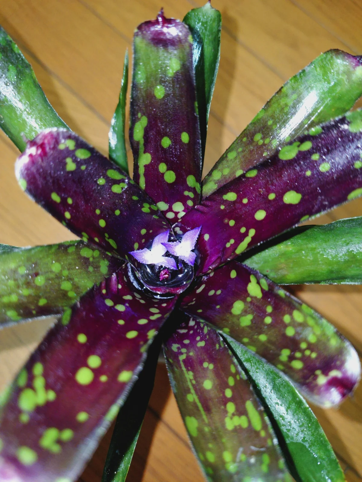 ネオレゲリア　ドミノ　開花