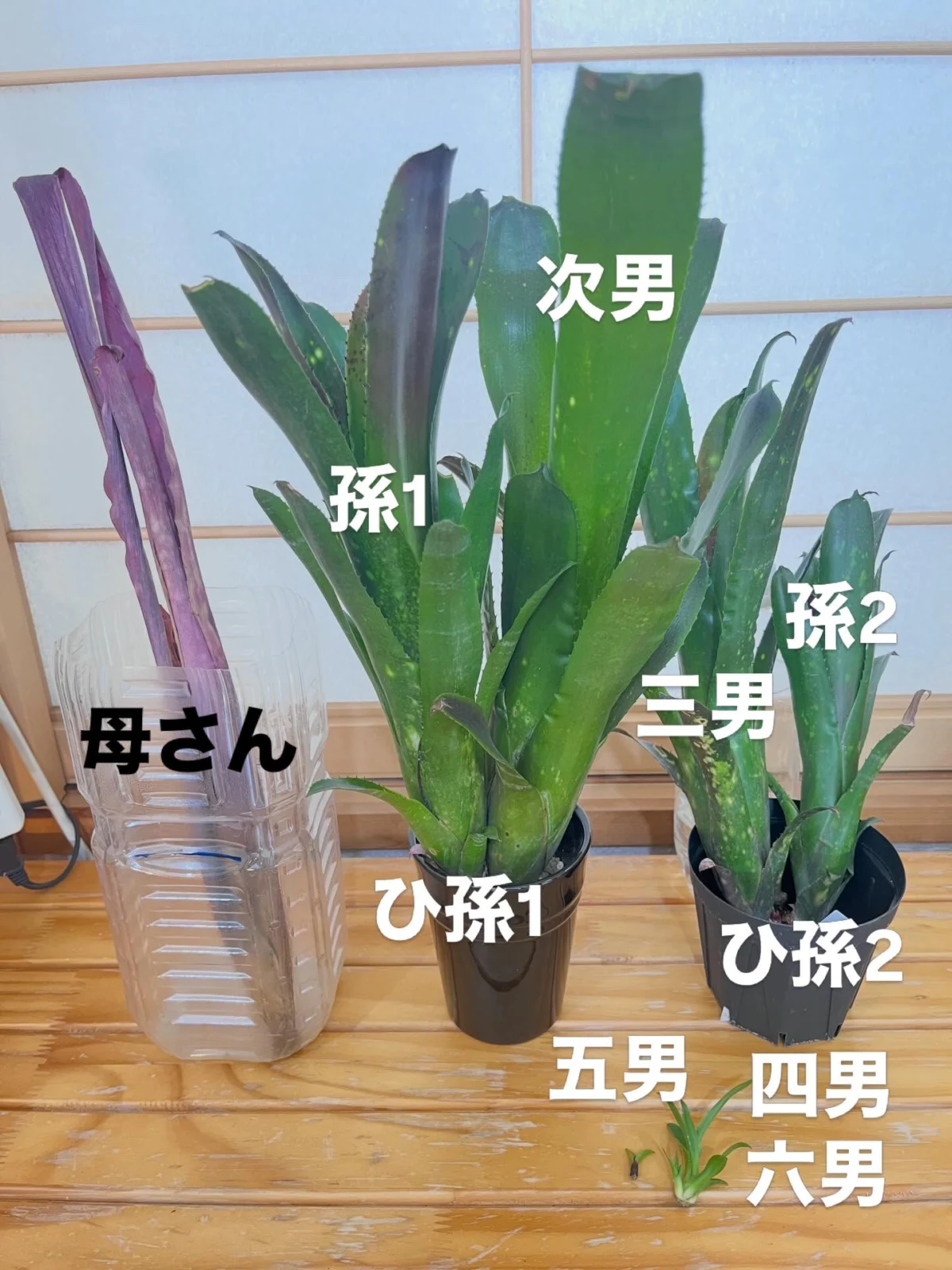 ビルベルギア ハレルヤ 成長記録 vol.11