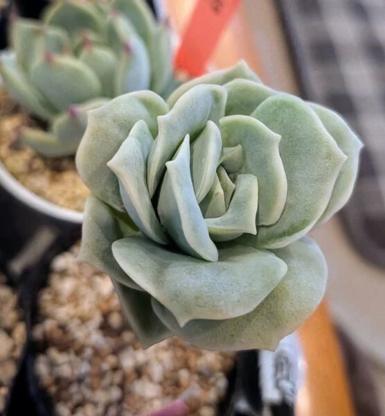 多肉植物　エケベリア　ラブリーローズ
